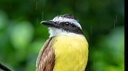 Great Kiskadee at Valley Nature Center