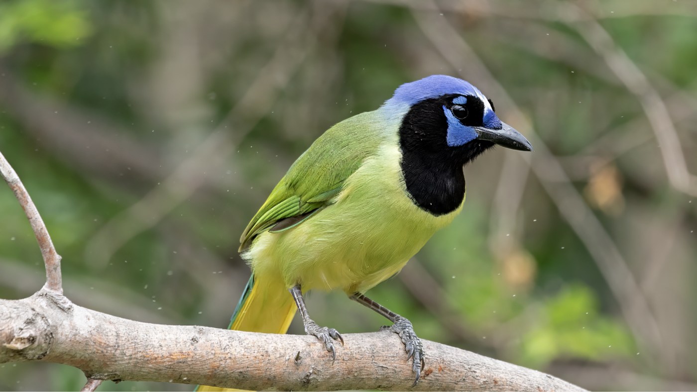 Green Jay at Valley Nature Center